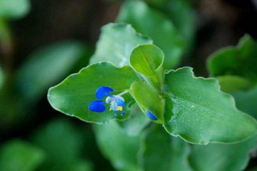 野生竹叶菜的副作用，孕妇能吃竹叶菜吗